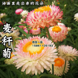 麦秆菊种子腊菊干花菊景观绿化盆栽花卉阳台切花观花菊花种籽子孑