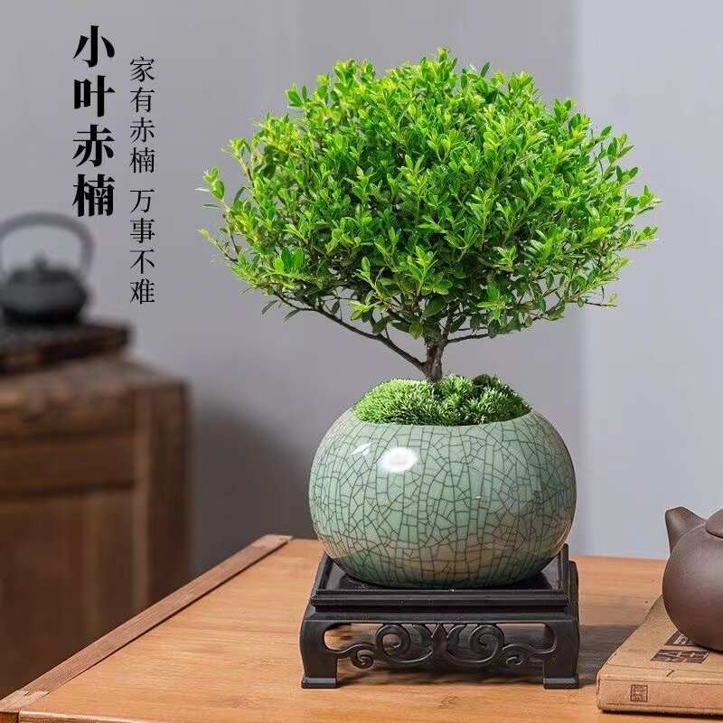 小叶赤楠老桩盆栽盆景迷你植物室内花卉办公室小绿植好养四季q