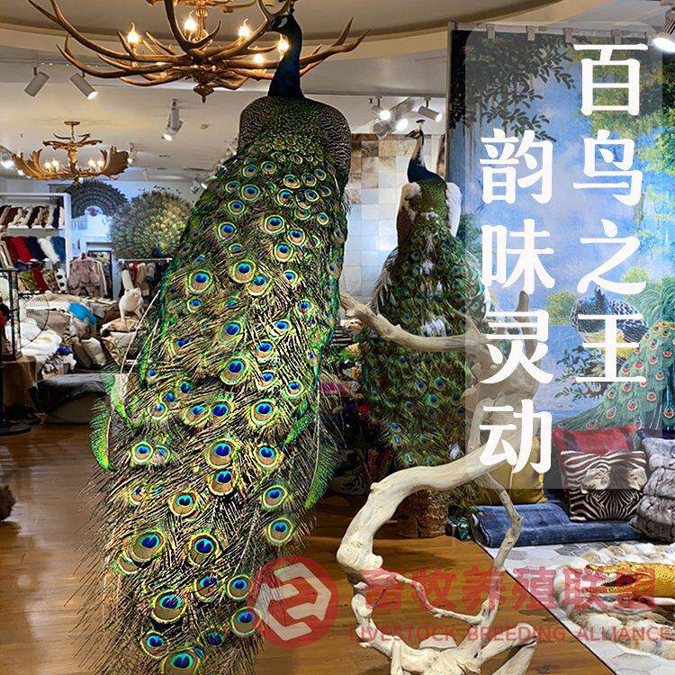 定制客厅动物蓝孔雀工艺品摆件开屏白孔雀标本模具孔雀羽毛扇饰品