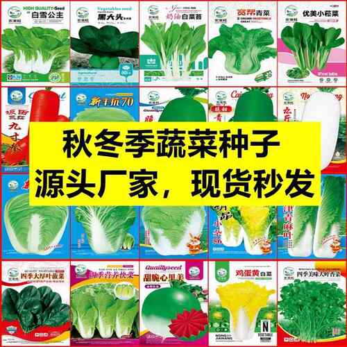 买1送1秋冬季蔬菜种子发芽率高阳台土壤盆栽香菜香葱生菜菠菜种籽