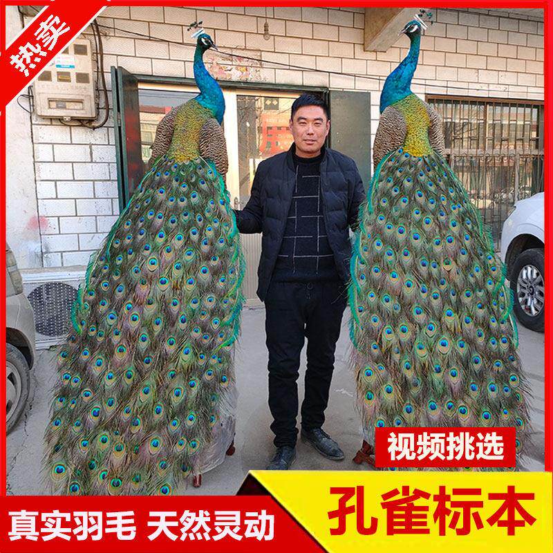 孔雀标本摆件白孔雀真羽毛标本客厅落地家居装饰婚庆乔迁开 业送