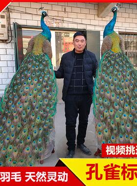 孔雀标本摆件白孔雀真羽毛标本客厅落地家居装饰婚庆乔迁开 业送