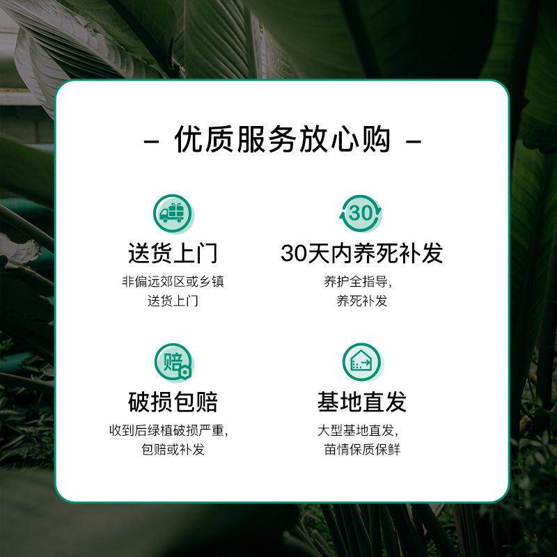 天堂鸟盆栽苗植物网红鹤望兰大型绿植净化空气办公室室内客厅泽直