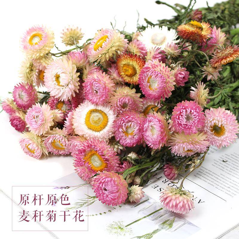 长枝原杆麦秆菊干花天然原色自然生长云南斗南基地直发