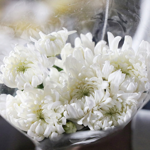 清明节大菊花鲜花黄菊白菊祭祀供佛用小菊扫墓花真花云南基地直发