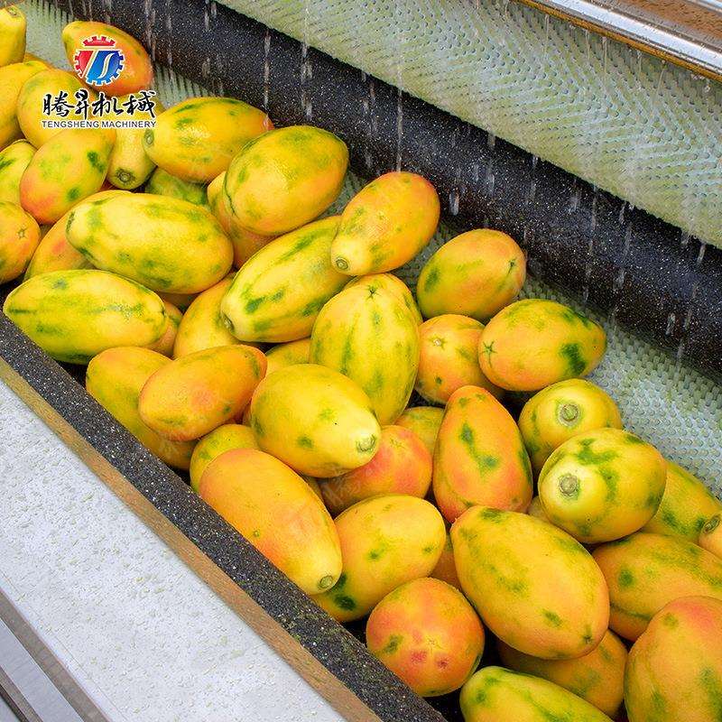 厂家供应大型毛刷清洗机 土豆胡萝卜果蔬清洗机 厂家直销