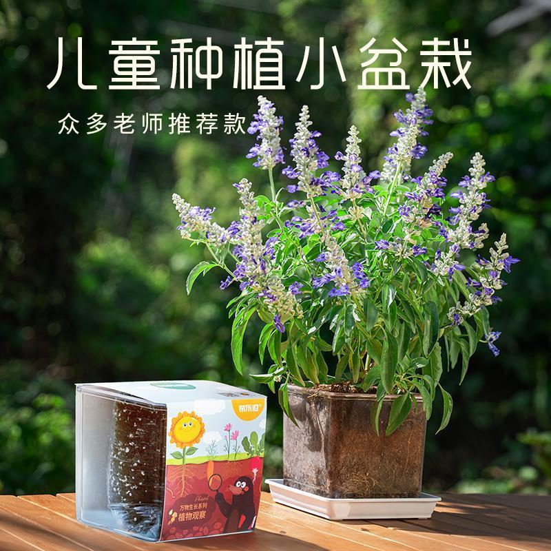 儿童种植小盆栽室内阳台植物迷你幼儿园开学根系生长观察窗易发芽