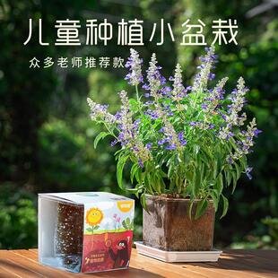 儿童种植小盆栽室内阳台植物迷你幼儿园开学根系生长观察窗易发芽