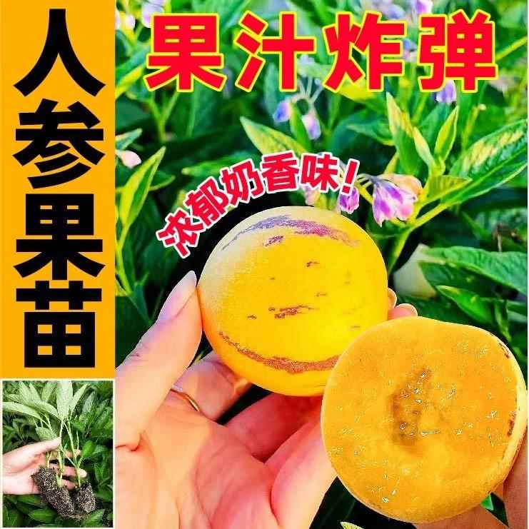 超甜正宗人参果苗秧带土四季种植多年生长寿果种子阳台庭院盆栽苗