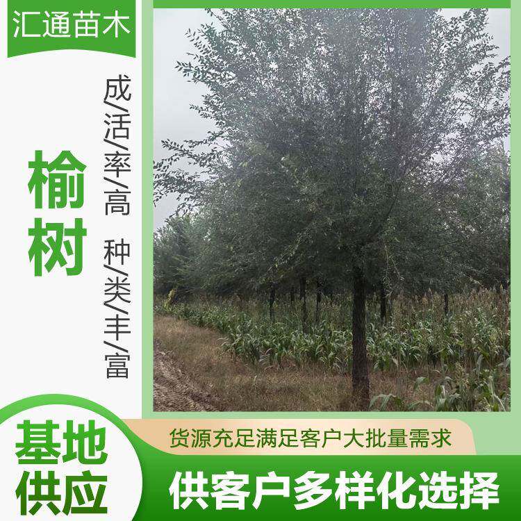 10—21公分榆树园林四季种植工程绿化苗木庭院观赏行道树榆树