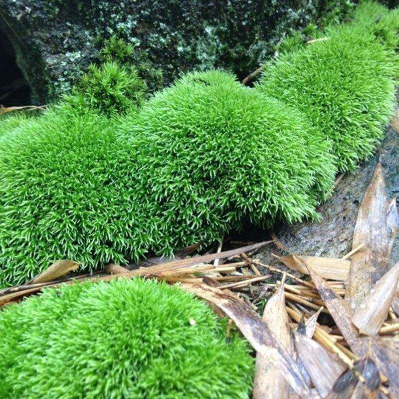 微景观苔藓青苔草皮小白发苔藓风干大灰藓1平方米活苔藓自挖