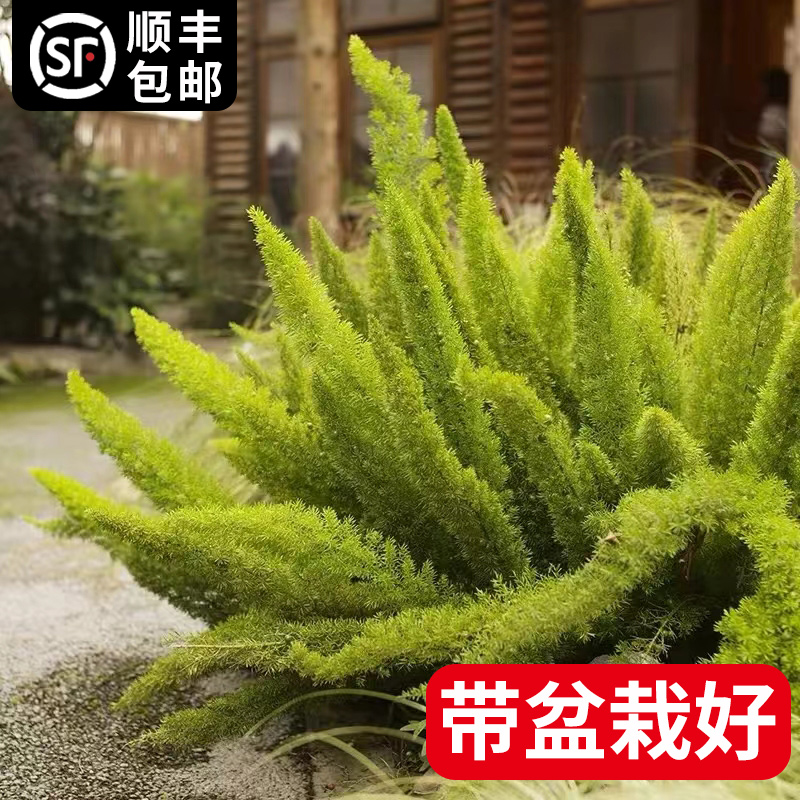 狐尾天门冬小苗庭院阳台花卉盆栽植物四季常青绿植落新妇好养趣味