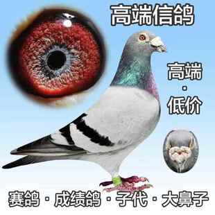鸽子活一对血统鸽成绩鸽信鸽赛鸽鸽子小鸽幼鸽活体活物原配种鸽