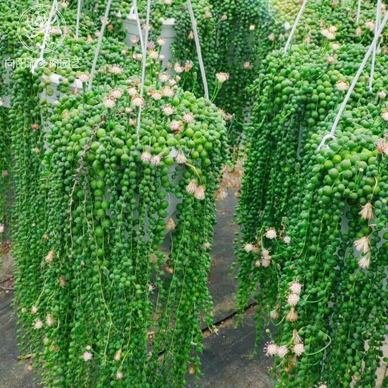 佛珠多肉植物珍珠吊兰室内盆栽垂吊情人泪紫玄月垂盆草四季好养活