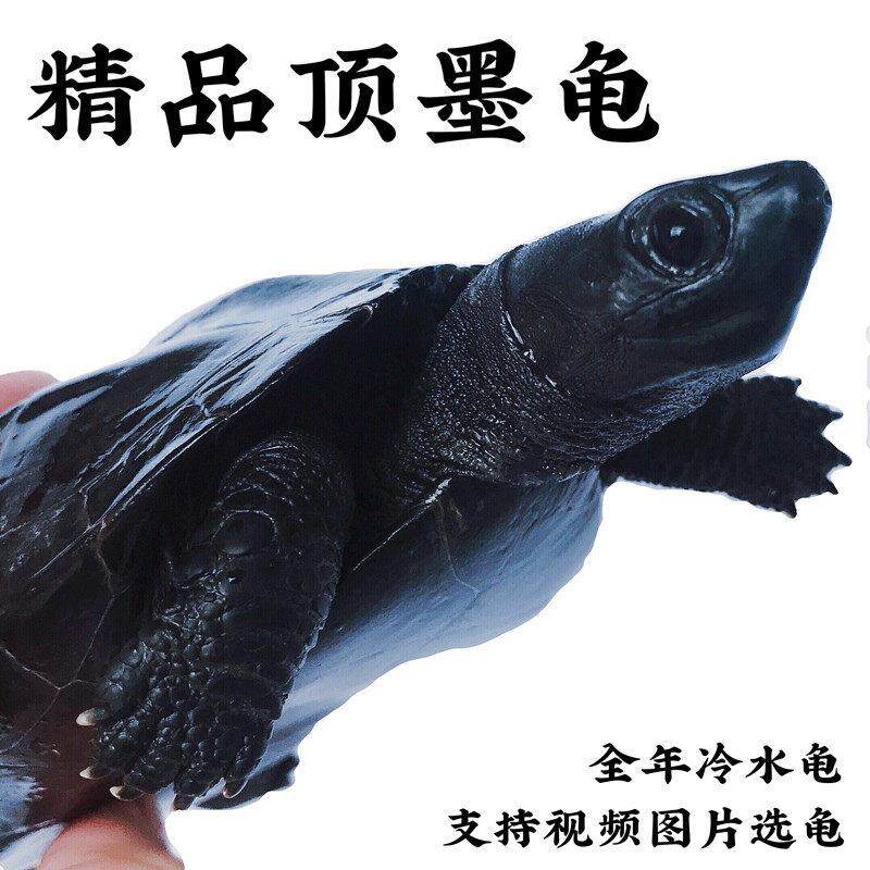 顶墨龟全黑活体宠物纯种墨龟冷水中华草公龟长寿龟水陆两栖龟观赏