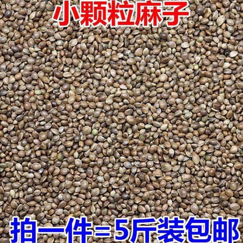 小颗粒麻子麻籽火麻仁 鹦鹉鸟粮鸟食鸟饲料仓鼠粮松鼠粮2500g包邮