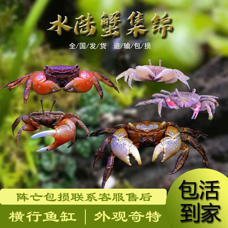 迷你辣椒蟹豆豆蟹将军相手蟹水陆饲养宠物观赏蟹招潮蟹吃涡虫除藻