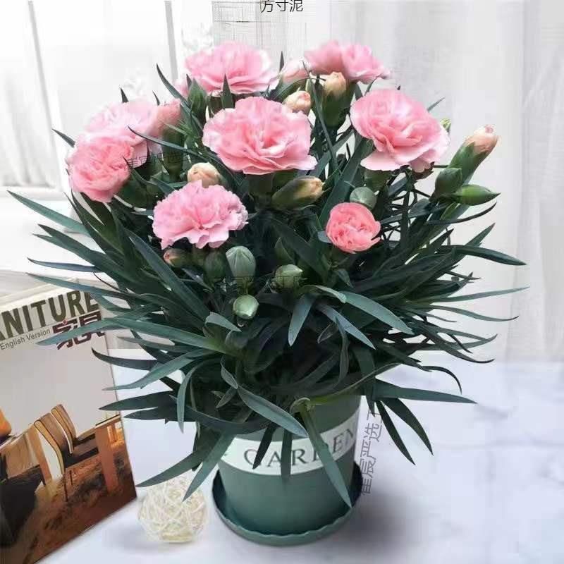 康乃馨带花苞发货四季开花客厅庭院观赏型浓香花卉鲜花盆栽好养活