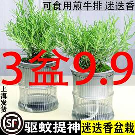 迷迭香盆栽可食用牛排用百里香新鲜苗香草植物调料罗勒紫苏薄荷叶