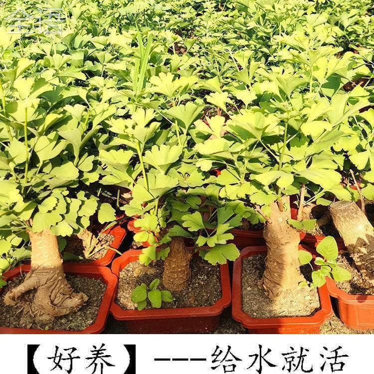 银杏树盆景盆栽室内好养办公桌绿植矮霸造型小品观叶植物花卉绿植