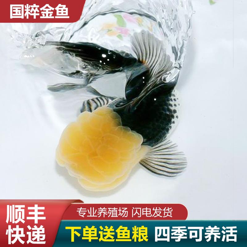 鹤顶红金鱼鸿运当头金鱼狮头国狮活鱼红狮头狮子头红国狮招财淡水