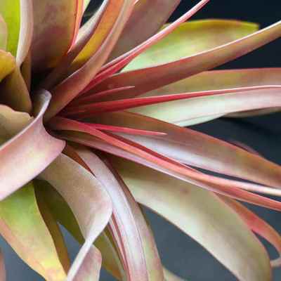 柔婷rothii，稀有品种大型空凤观赏绿植家居绿植江苏基地无土