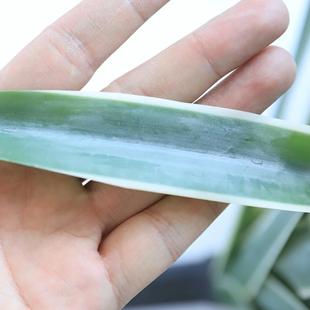 手感软胶材料千叶剑麻仿真植物沙生植物造景绿植千手剑麻剑兰盆栽