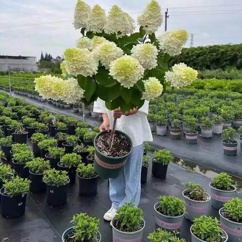 圆锥绣球中大苗#/香草草莓/石灰灯#耐寒耐热木本植物.含盆发货