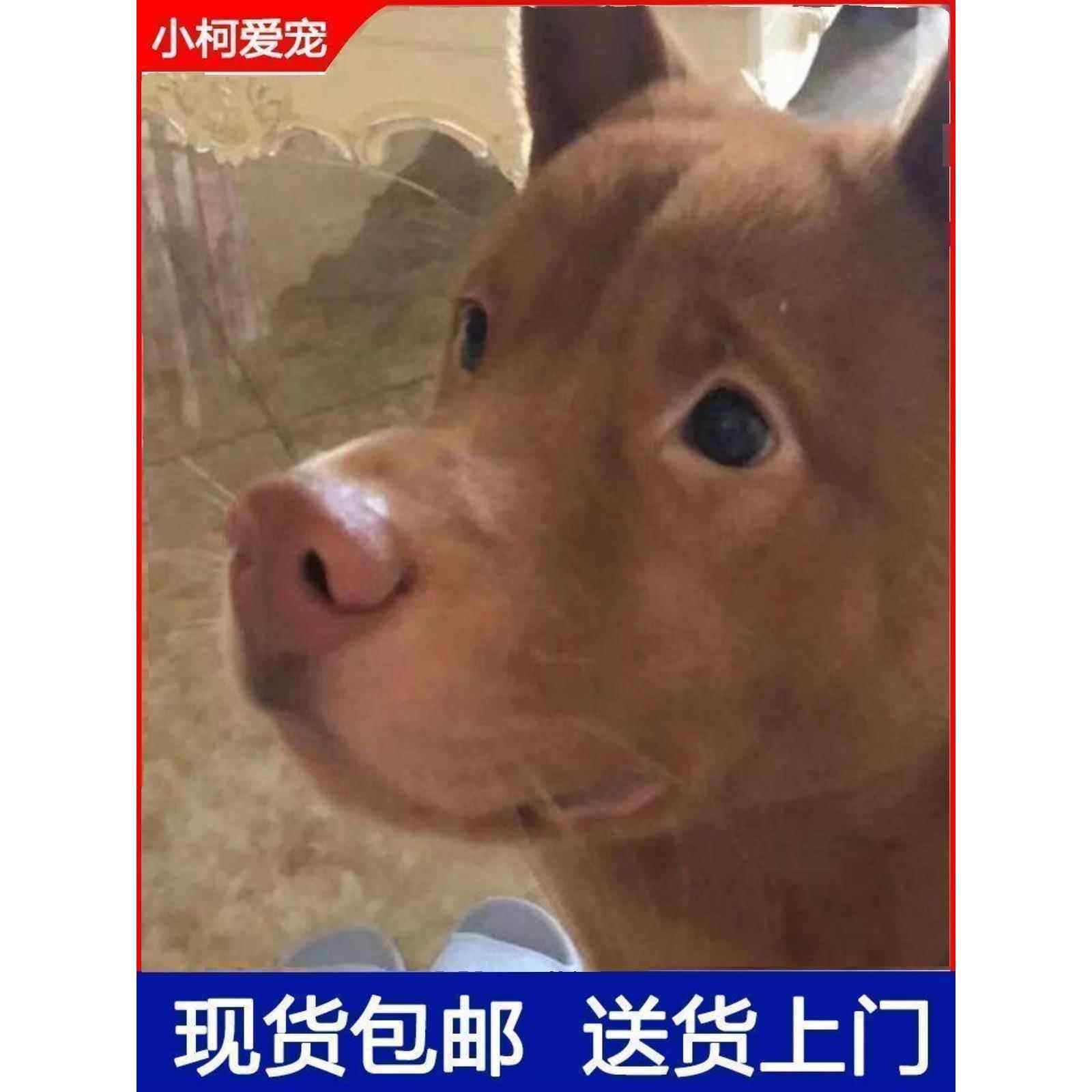 潮汕五红犬五黑犬活物幼犬虎头狗狗虎斑红色土狗土猎犬中华田园犬