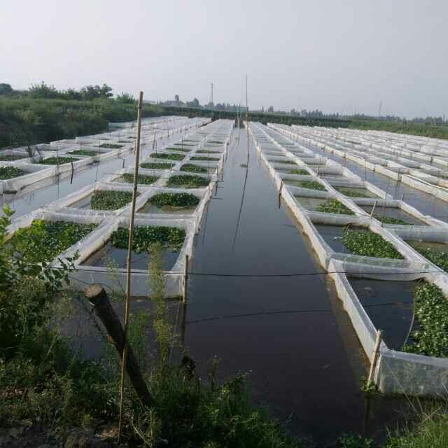 供应高密度加厚80目水蛭蚂蝗防逃养殖网，水蛭养殖网