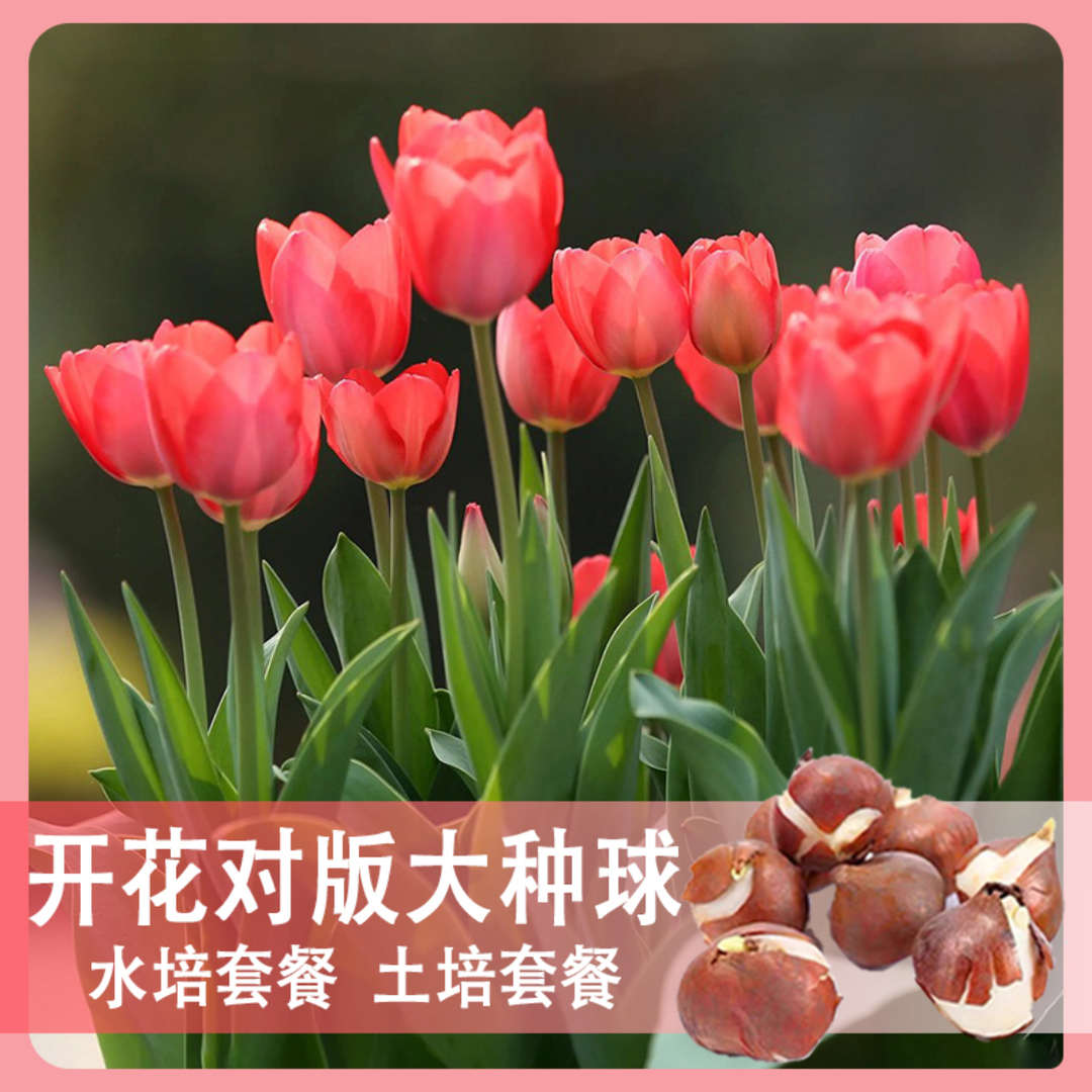 【下单立减50】水土培郁金香 室内室外 阳台四季易种植好养活-S