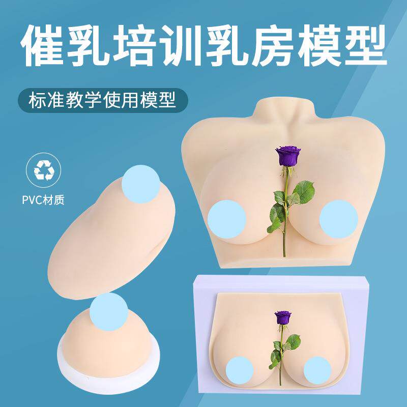 家政月嫂人体仿真女性乳房催乳师培训道具哺乳硅胶乳房教具模型