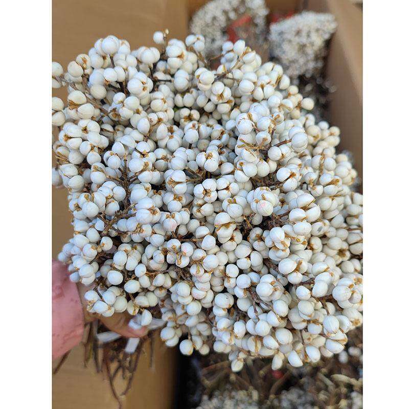 小白果干花桕冬菇乌草薏白米果花环米DIY干花材果料DF043称公斤