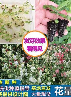 多年生蜀葵宿根地被蜀葵花常年大量供应便宜优质重瓣单瓣矮杆蜀葵