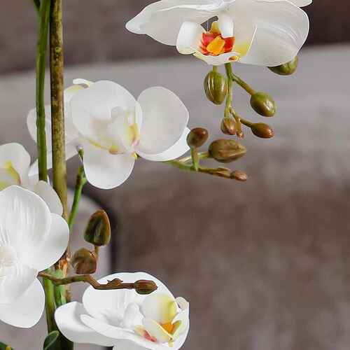 兰花蝴蝶兰仿真色带花盆花束盆栽蓝花花高级感装饰品客厅假桌子