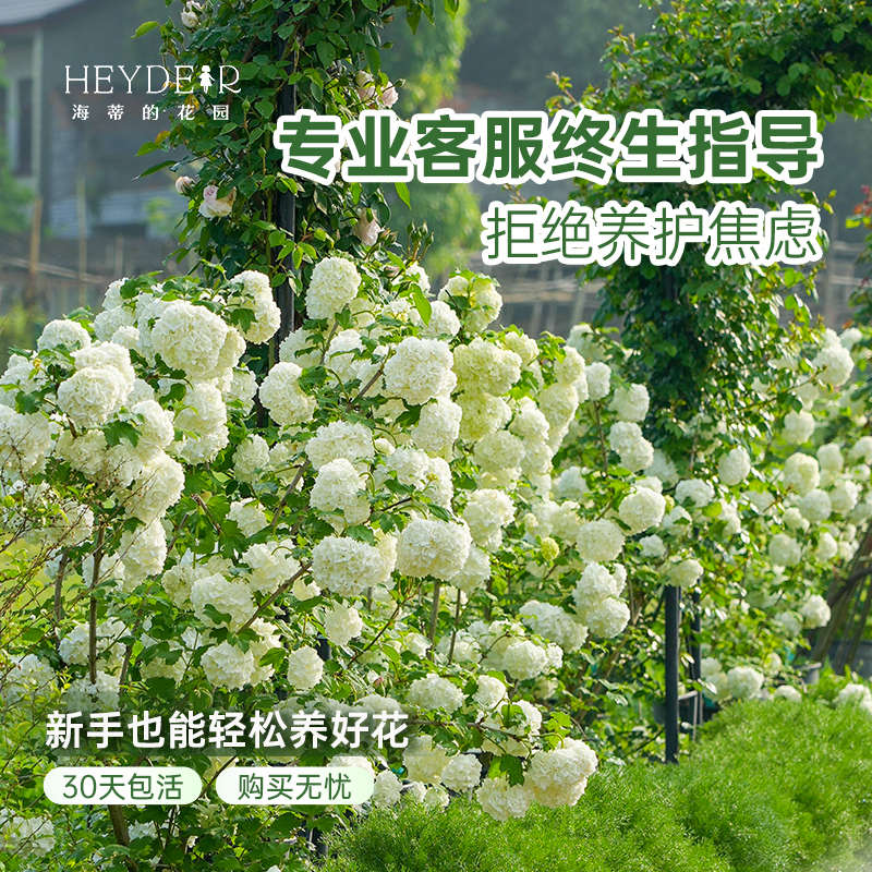 海蒂的花园欧洲木绣球花卉植物庭院露台庭院盆栽树苗耐寒绣球花苗