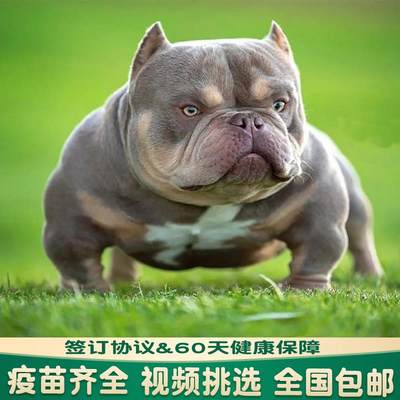 恶霸犬幼犬纯种蛤蟆体短毛赛级双血统口袋体美国恶霸犬宠物狗活物