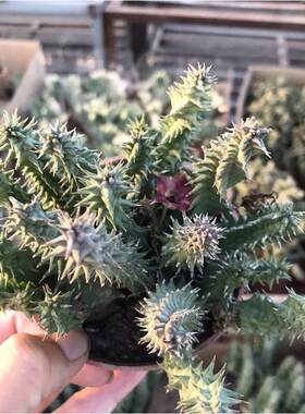 姬牛角 犀牛角开花萝藦科豹纹色花朵多肉植物