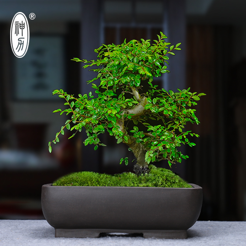 紫砂花盆 盆景盆 长方形  腰元花盆室内假山盆景盆菖蒲盆景花盆