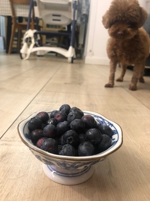 云鲸拖地机器人怎么样?价格偏低质量到底好不好用呢？