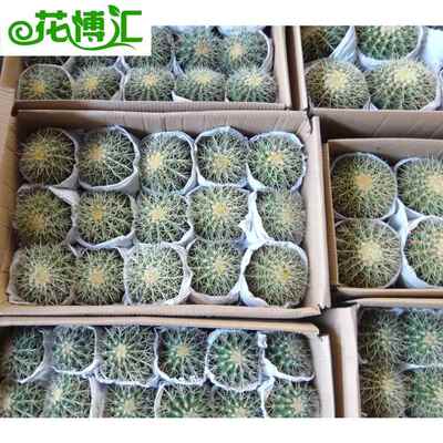 金盆0000琥仙人球人仙掌室内植阳物栽台花卉绿植