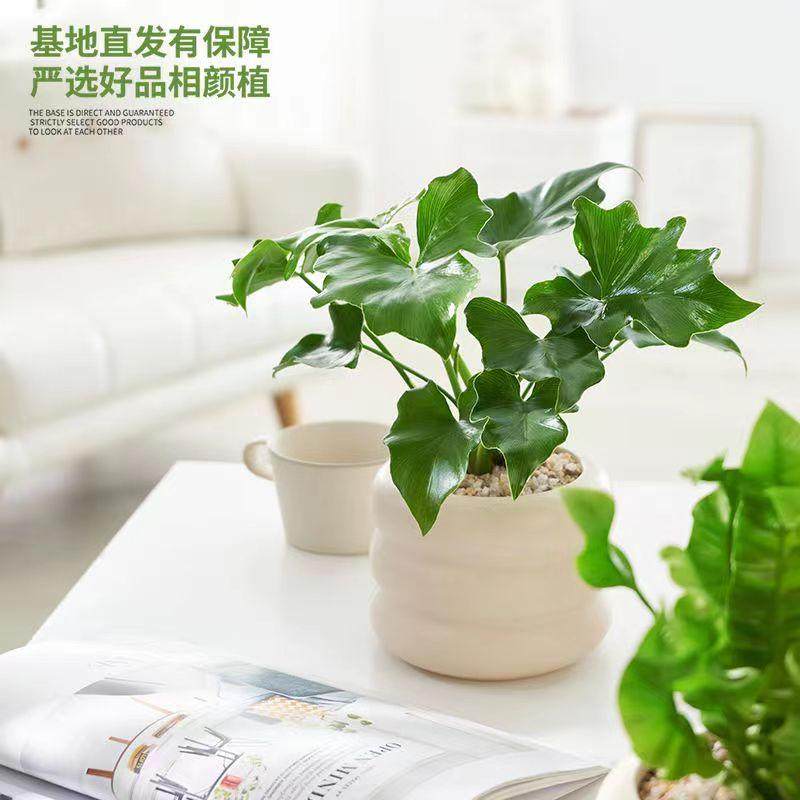 解忧万花筒|室内绿植ins风桌面好养四季长青懒人,鲜花速递/花卉仿真/绿植园艺,绿植,淘宝优惠券,粉丝福利购,淘宝优惠卷