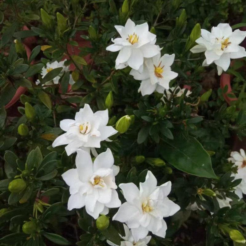 稀有四季秋蝉栀子花重瓣浓香栀子花盆栽