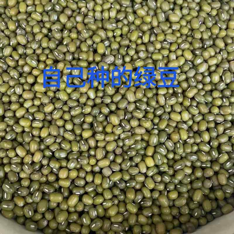 绝不打农药除草剂鹿粪种植的老品种珍珠绿豆毛绿豆农家肥原产地发