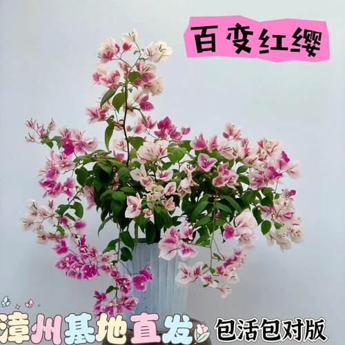 三角梅漳红缨大苗老桩四季开花勤花阳台室内外庭院好养爬藤高飘枝
