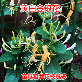 爬藤植物金银花树苗绿植盆栽花卉阳台庭院四季开花常青藤蔓老桩苗