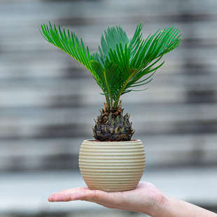 铁树盆栽净化空气植物花卉室内办公室电脑桌面绿植好养摆件小盆景