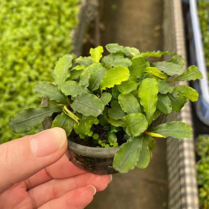 蓝精灵辣椒榕果冻杯鱼缸原生缸造景水培增氧阴性淡水活体水草植物