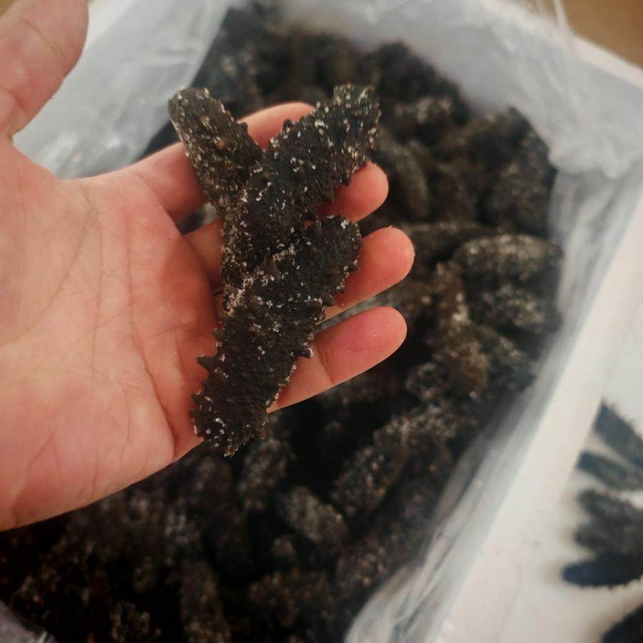 2月10日宁德质押拉缸盐海参4392.5公斤网络拍卖公告