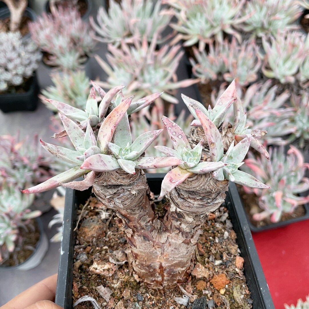 多肉植物仙女杯苹果叶